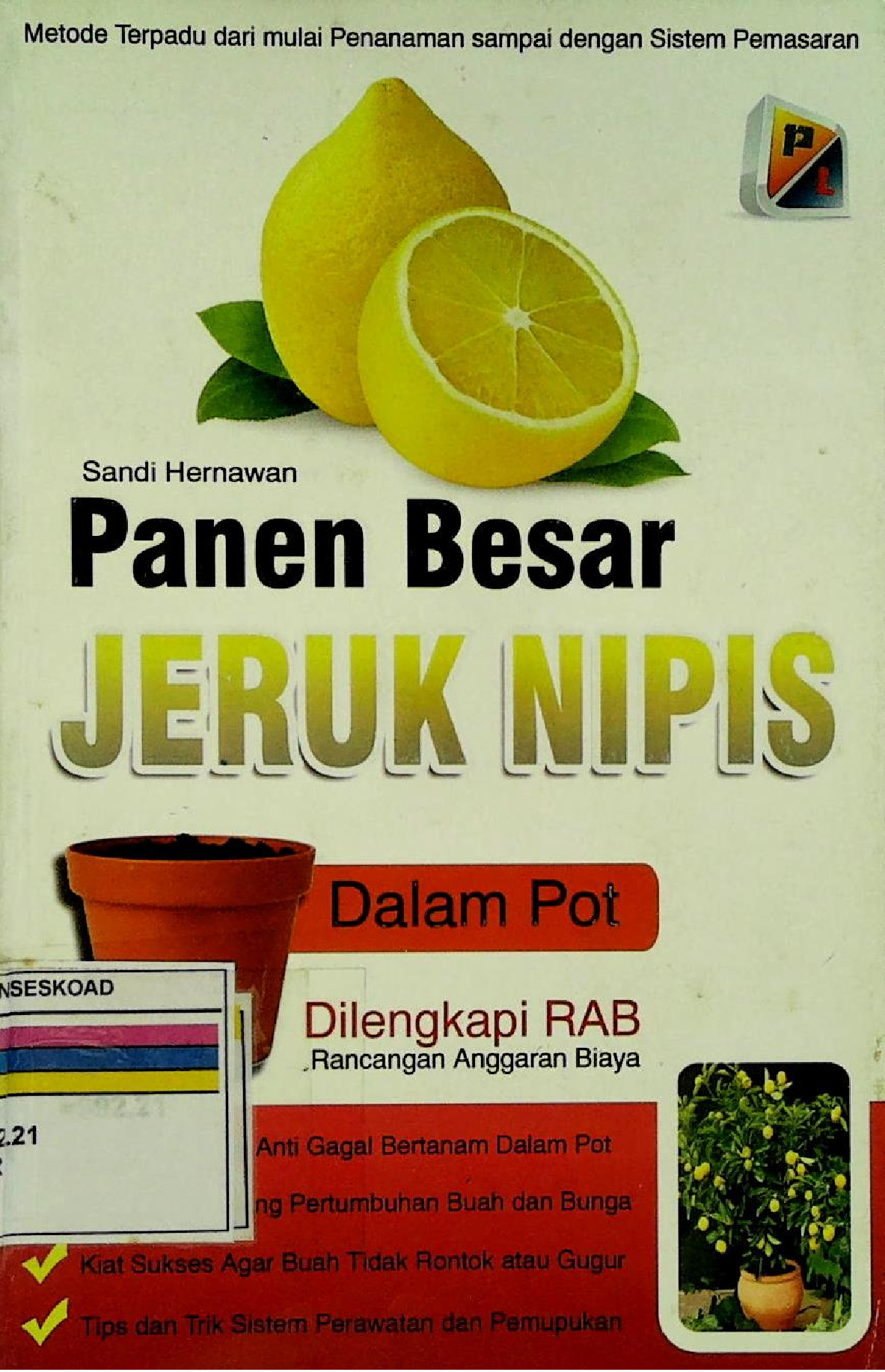 Panen Besar Jeruk Nipis Dalam Pot Dilengkapi RAB